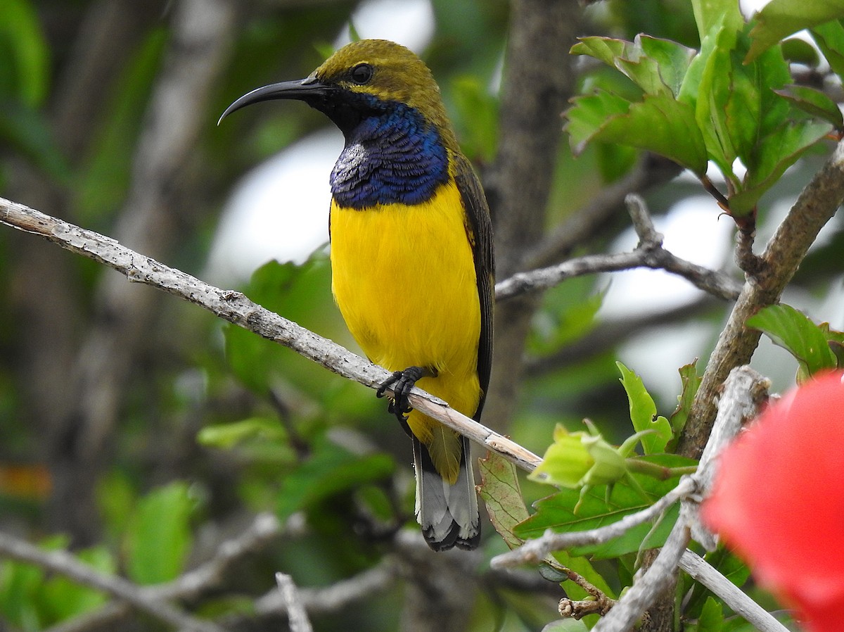 Sahul Sunbird - ML645416661