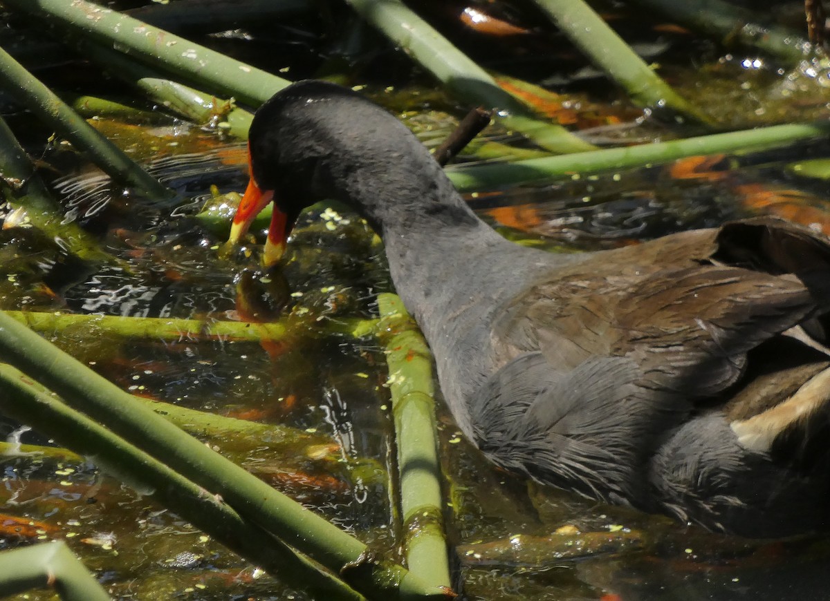 Dusky Moorhen - ML645416662