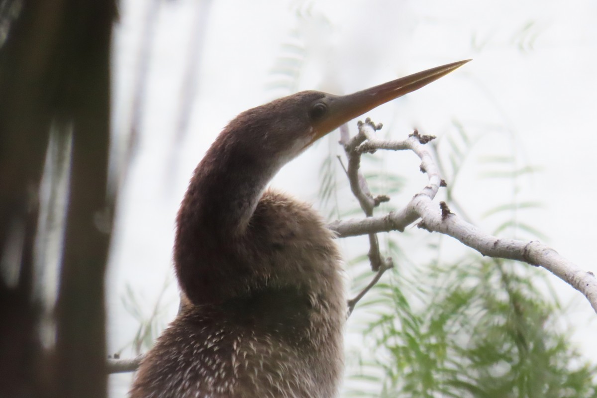 Anhinga - ML645416663