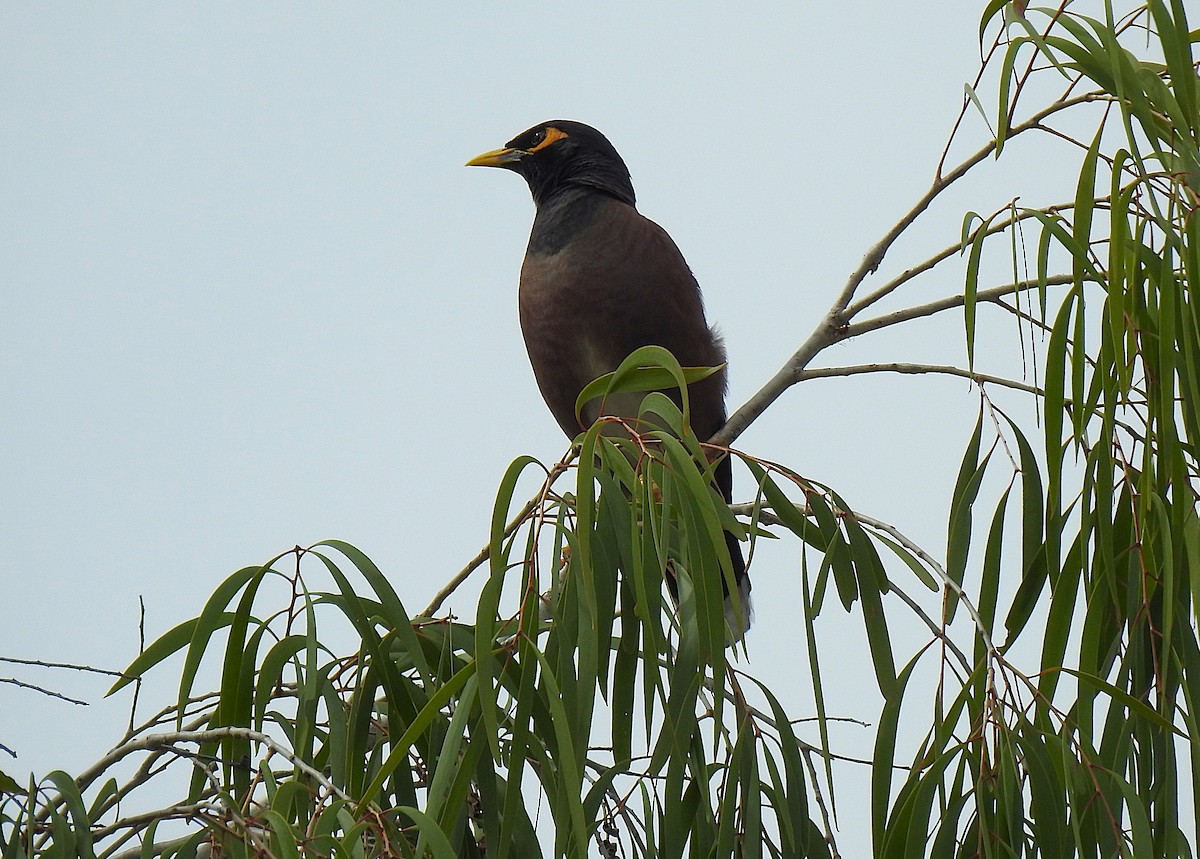 家八哥 - ML645416665