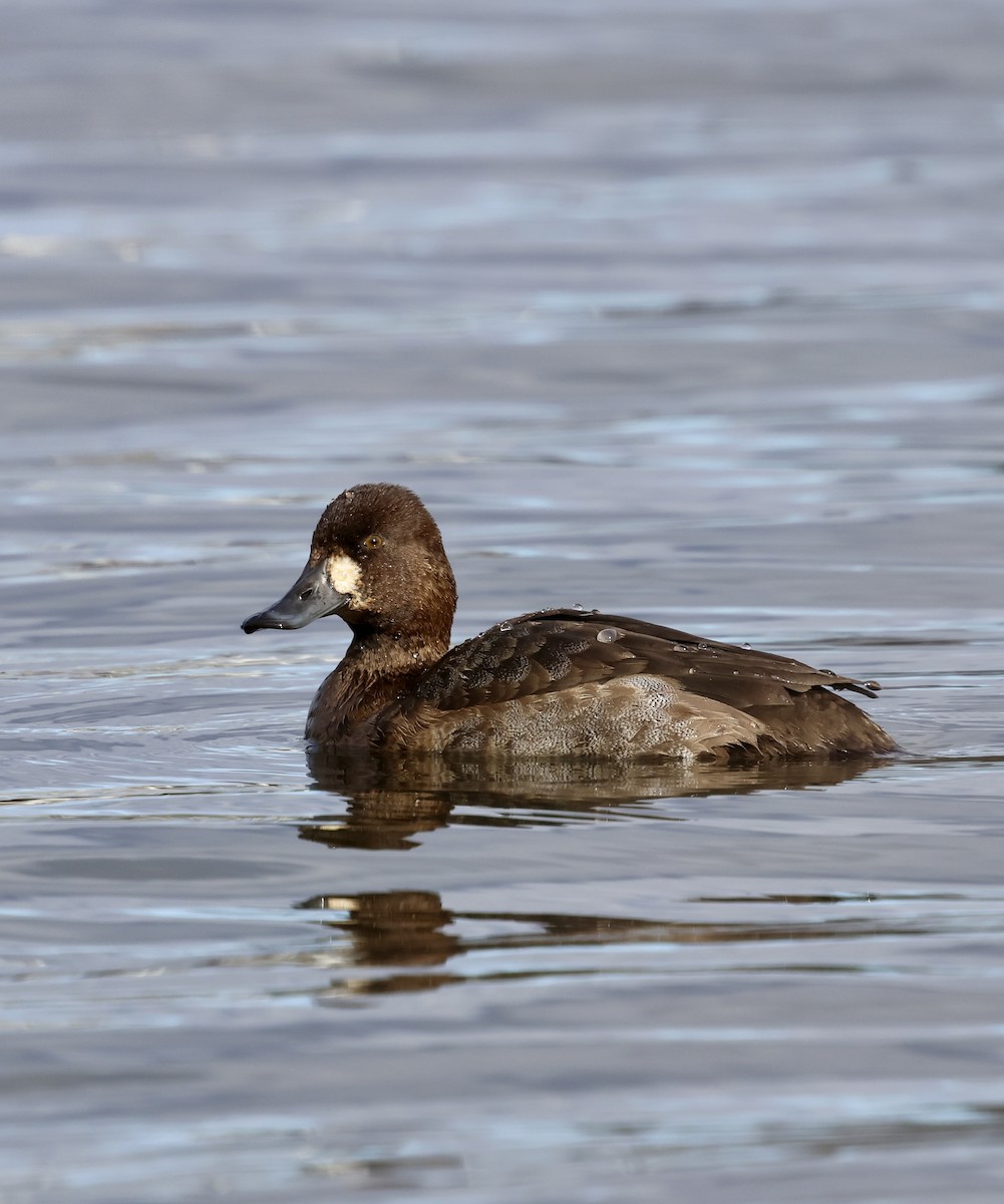 小斑背潛鴨 - ML645416666