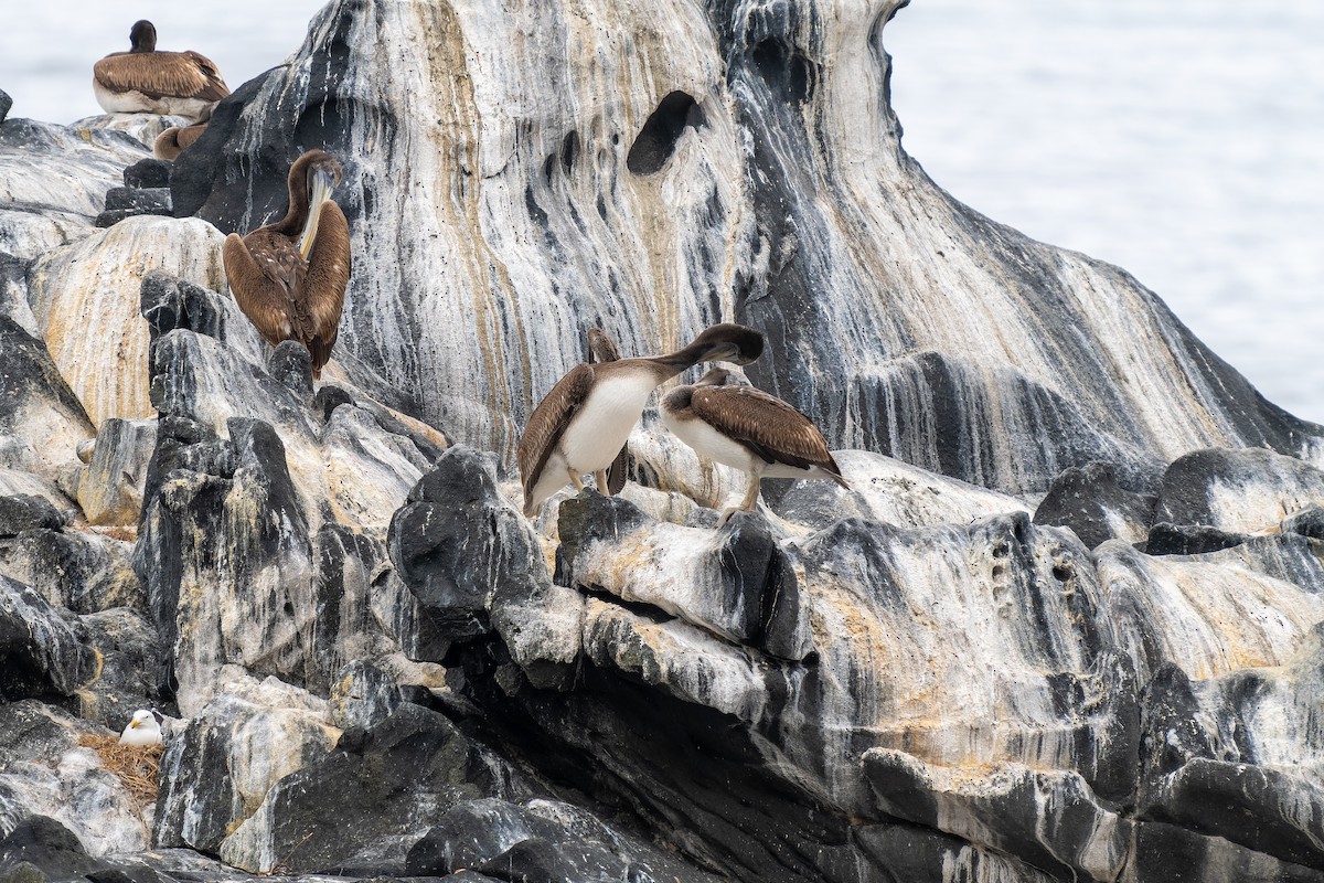 Peruvian Pelican - ML645416667
