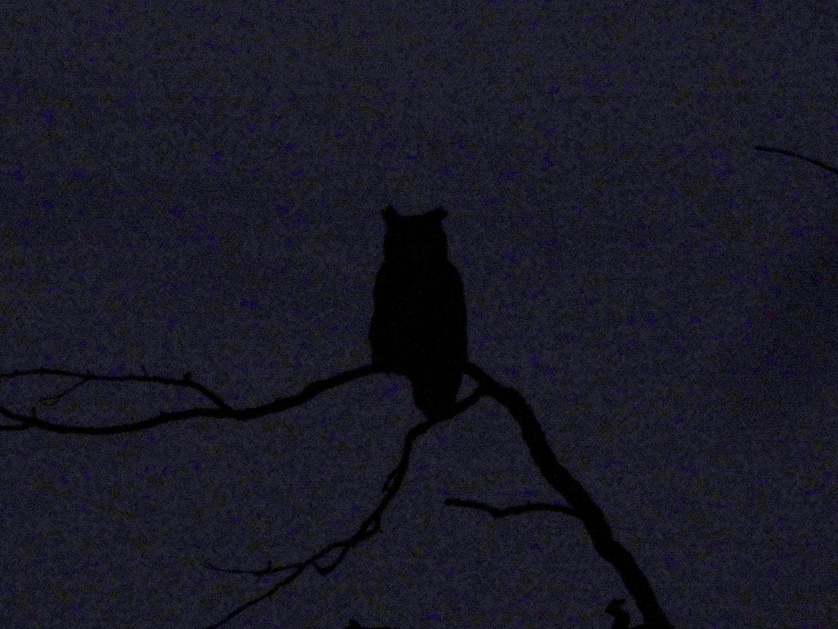 Great Horned Owl - ML645416668