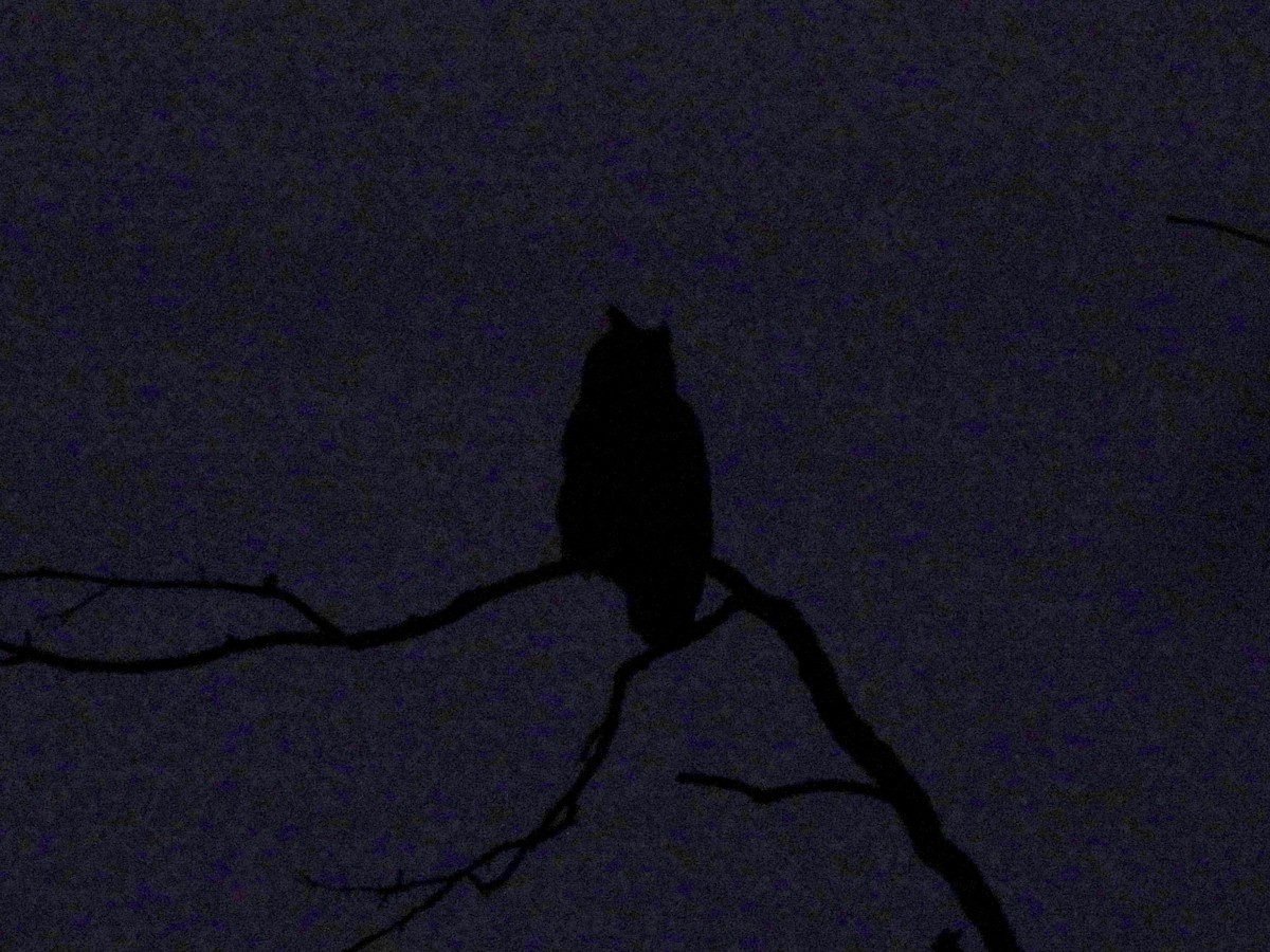 Great Horned Owl - ML645416669