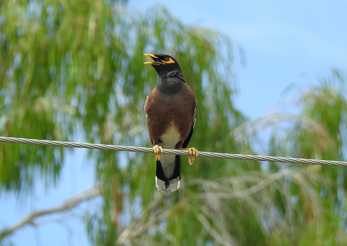 家八哥 - ML645416670