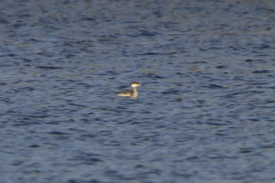 角鸊鷉 - ML645416671