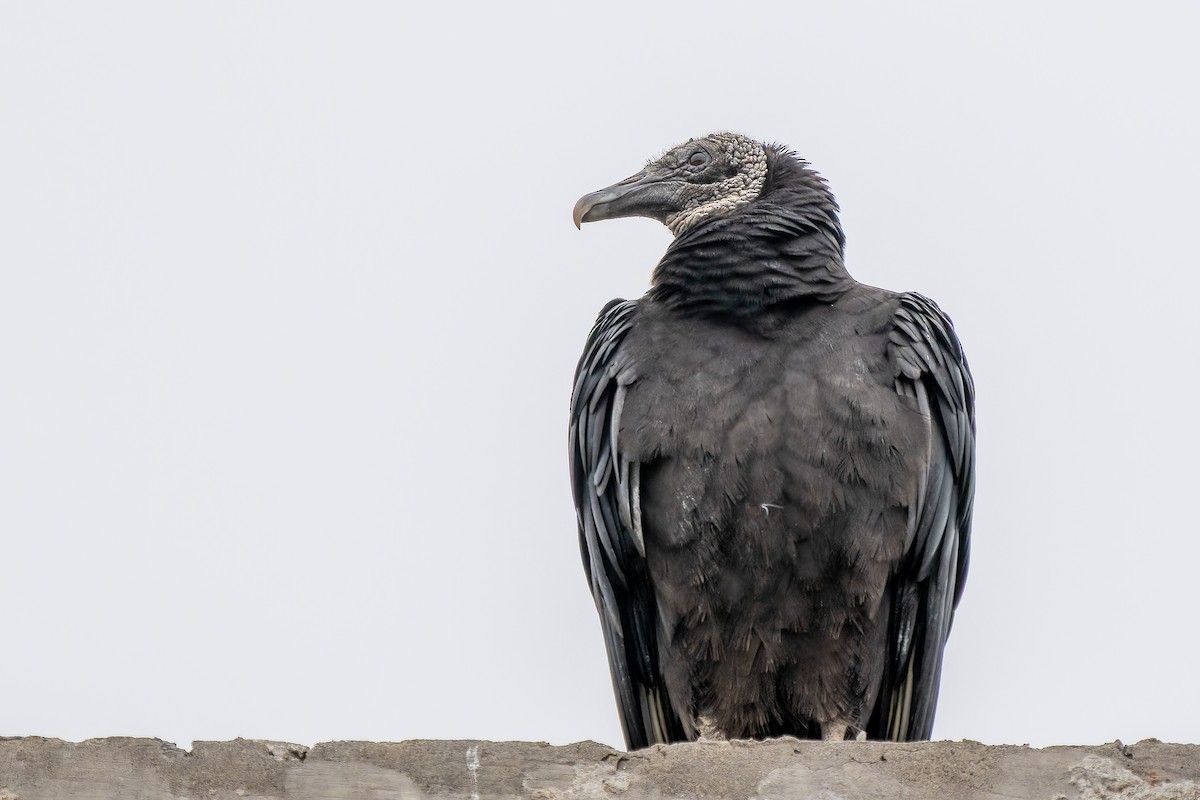 Black Vulture - ML645416672