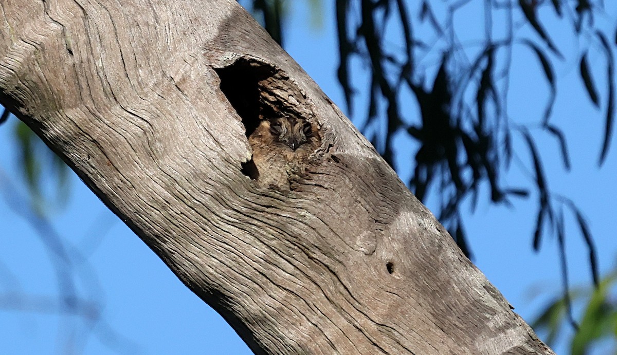 Australian Owlet-nightjar - ML645416673
