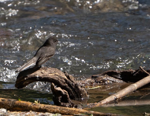 Black Phoebe - ML645416674