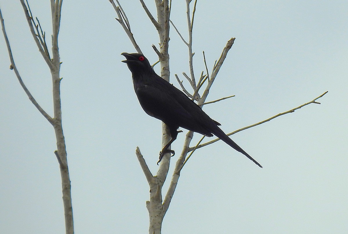 Metallic Starling - ML645416675