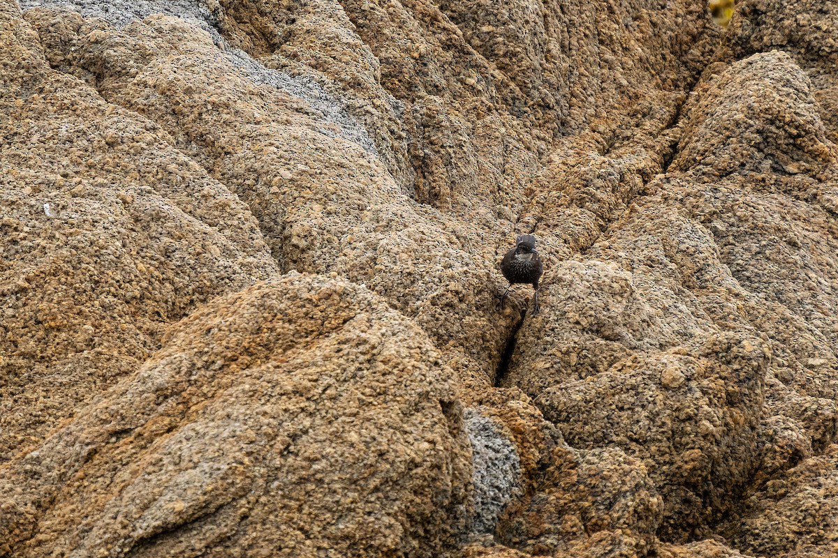 Seaside Cinclodes - ML645416676