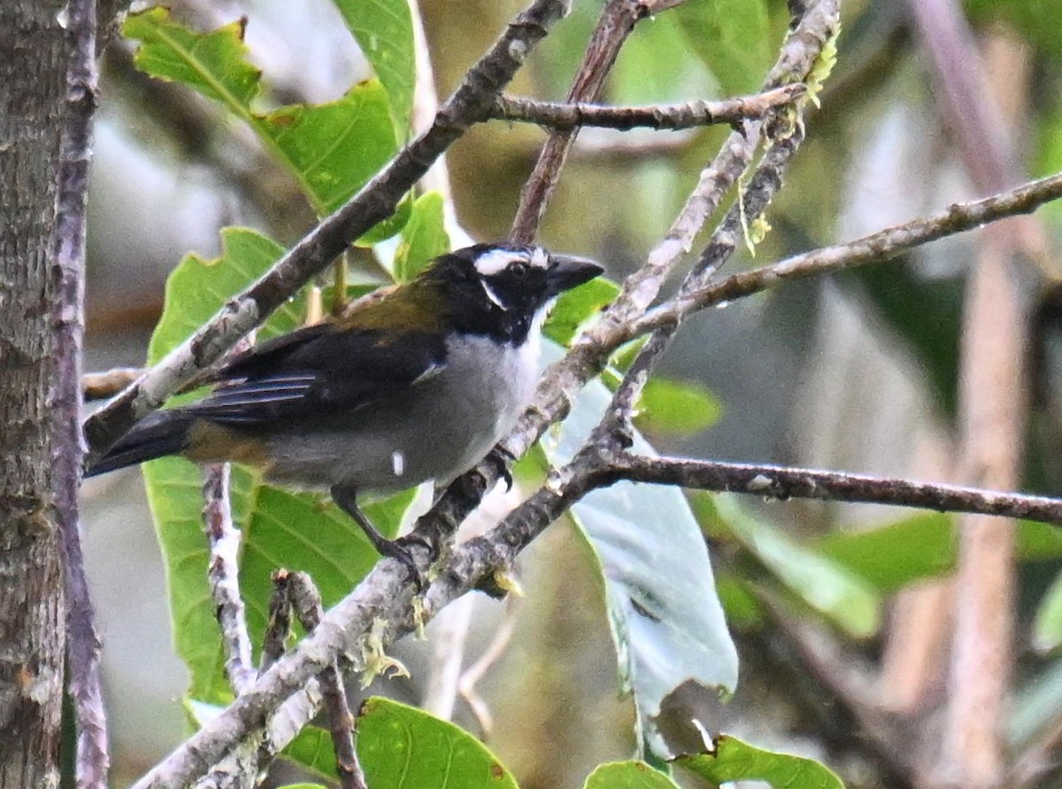 Black-winged Saltator - ML645416677