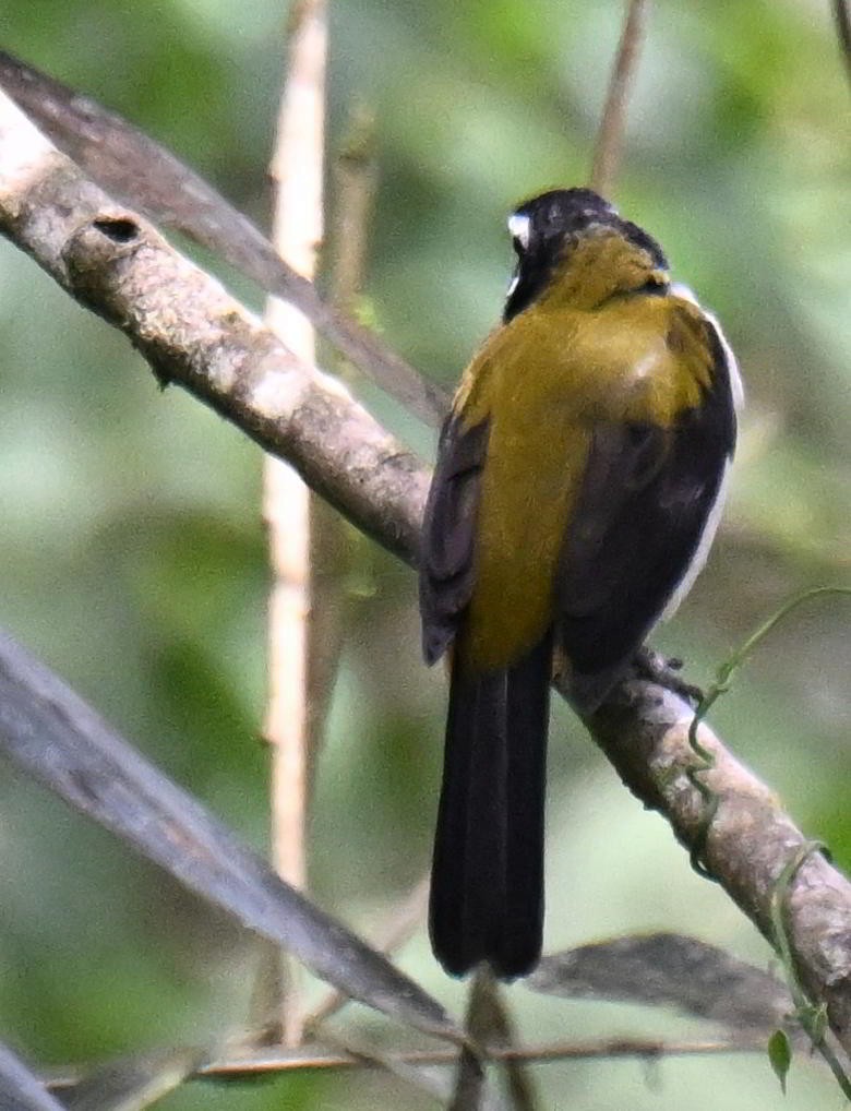 Black-winged Saltator - ML645416678