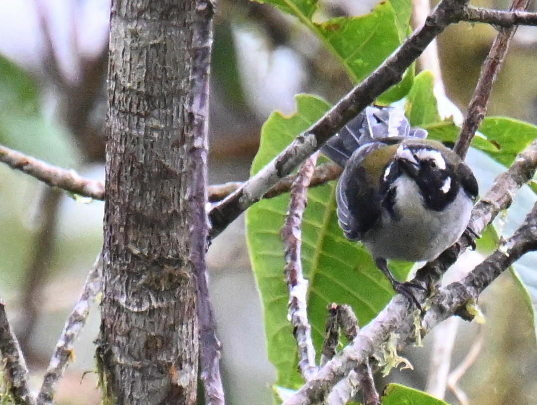 Black-winged Saltator - ML645416679