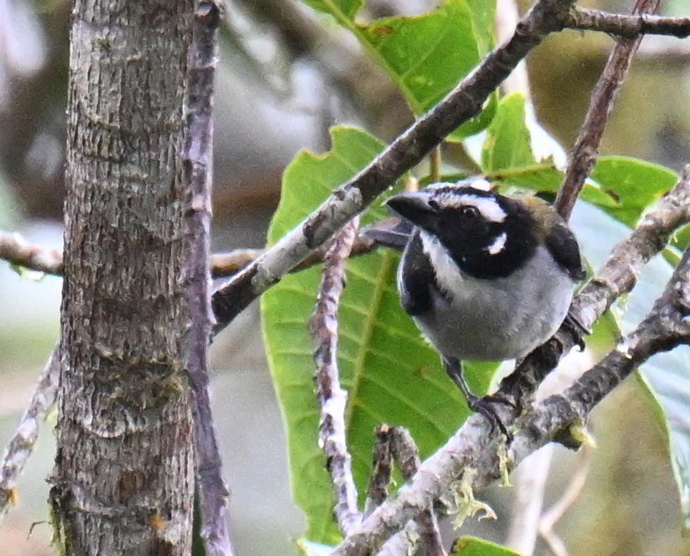 Black-winged Saltator - ML645416680