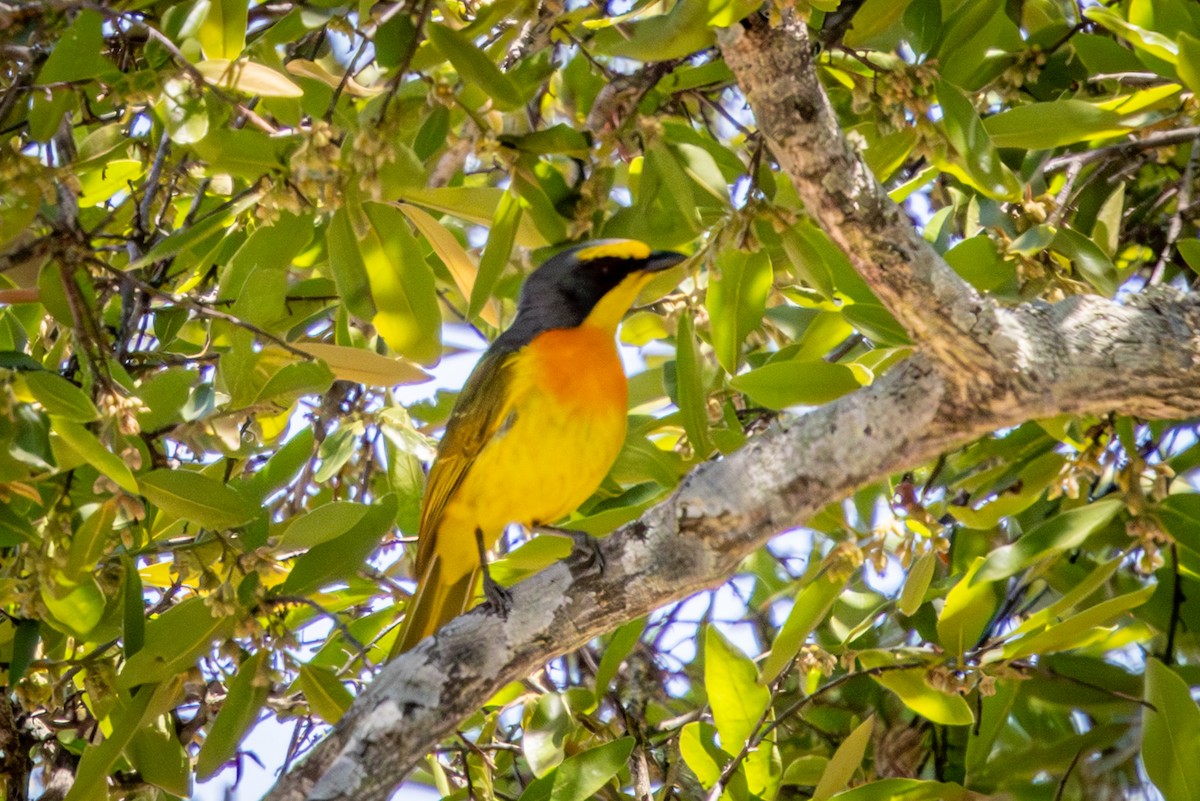 Sulphur-breasted Bushshrike - ML645416681