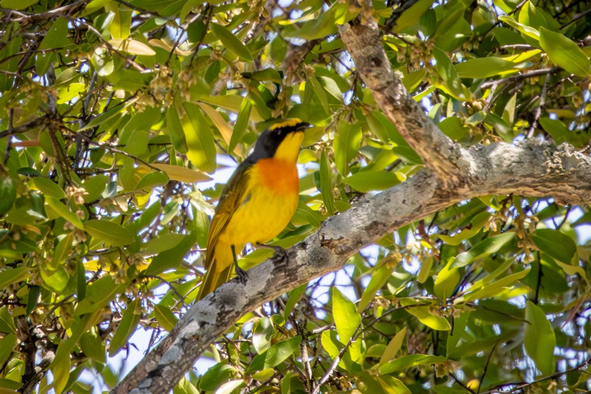 Sulphur-breasted Bushshrike - ML645416682