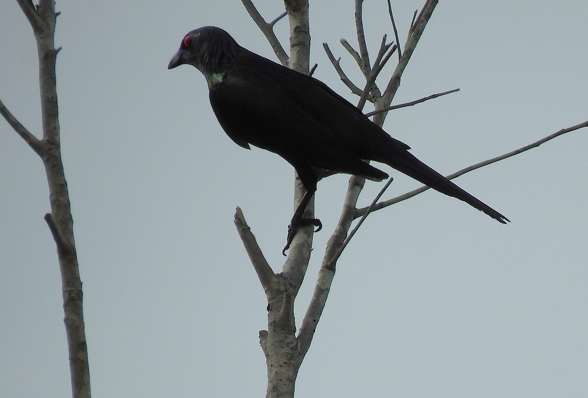 Metallic Starling - ML645416683