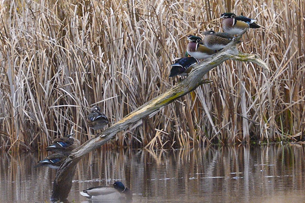 kachnička karolínská - ML645416688