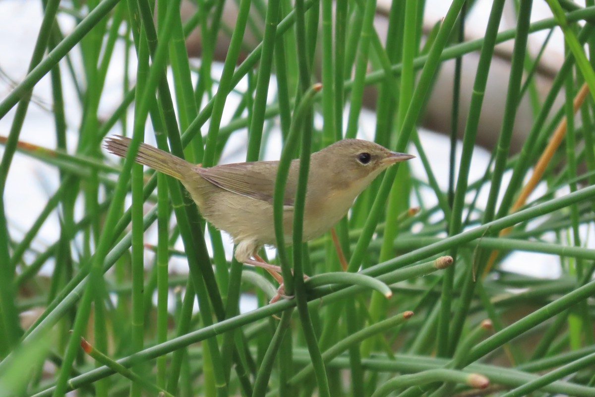 Sarıgerdan - ML645416689