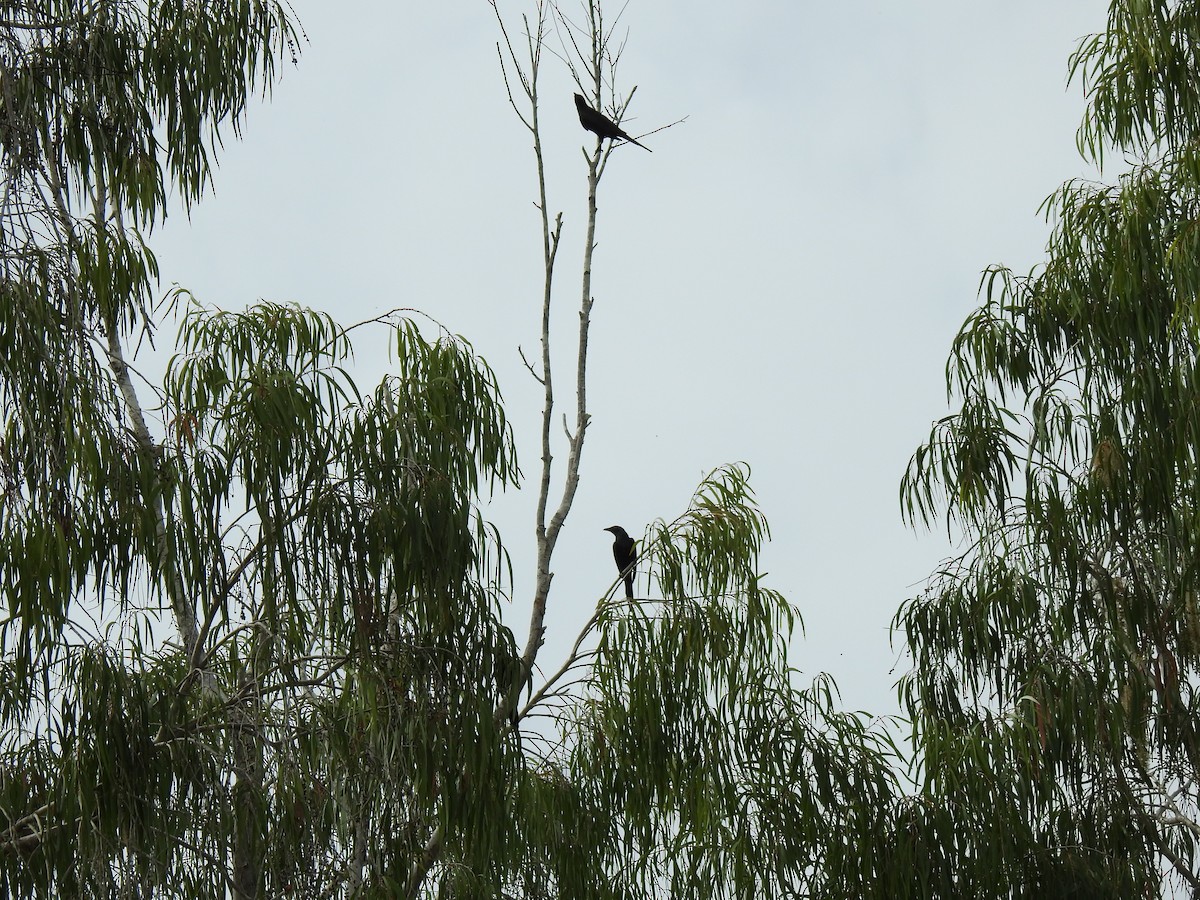 Metallic Starling - ML645416692