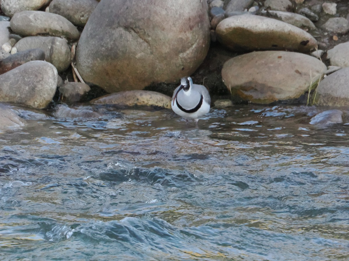 Ibisschnabel - ML645416694