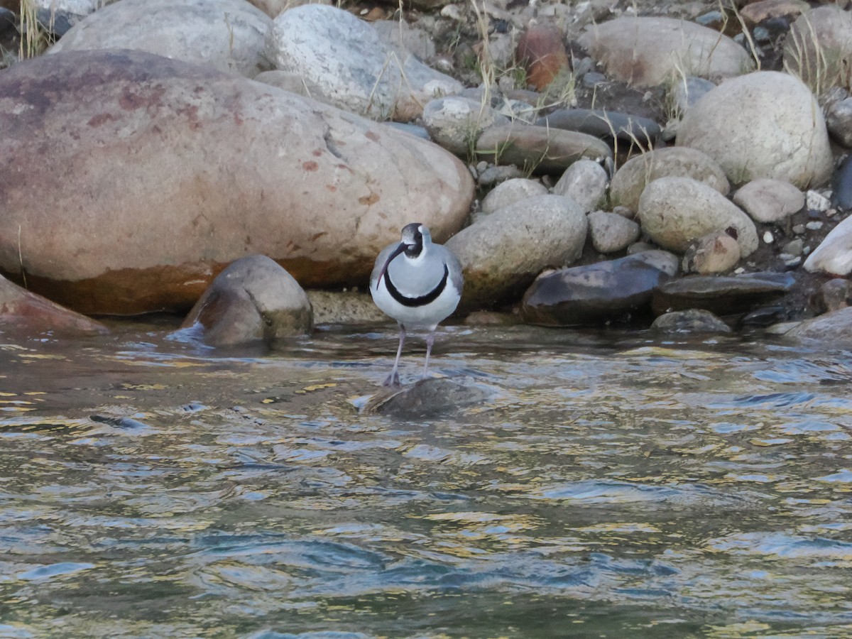 Ibisschnabel - ML645416695