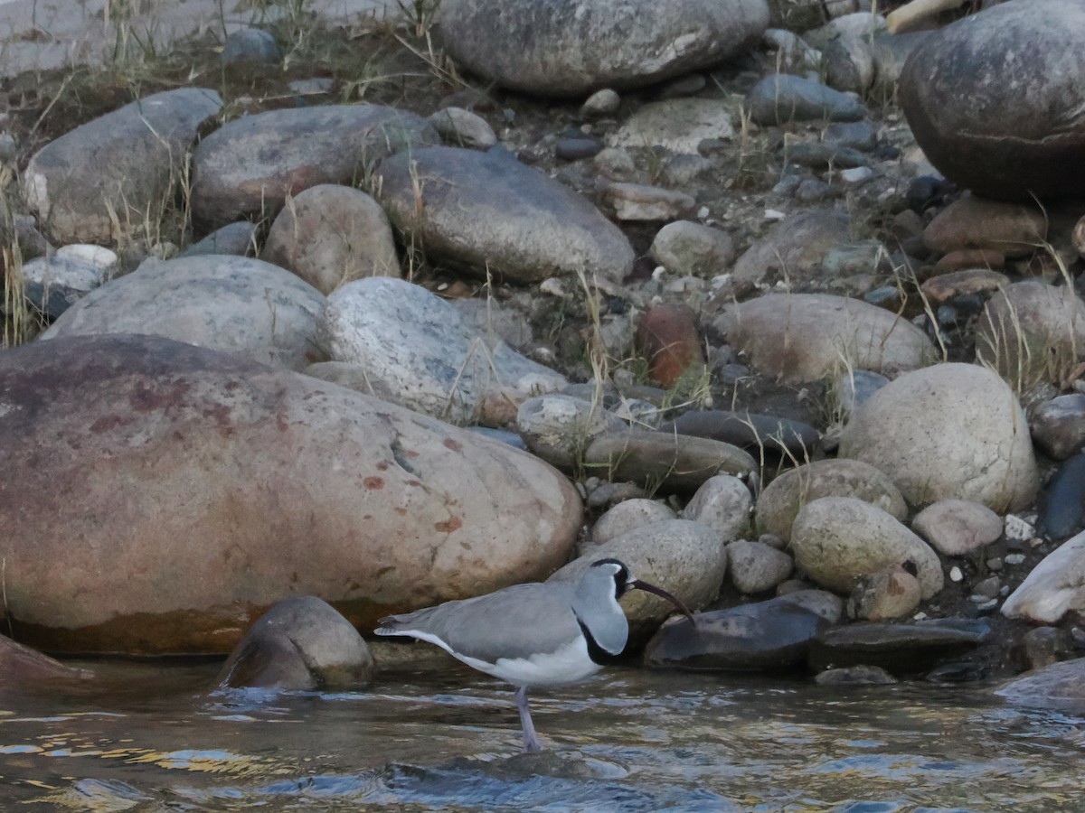 Ibisschnabel - ML645416696