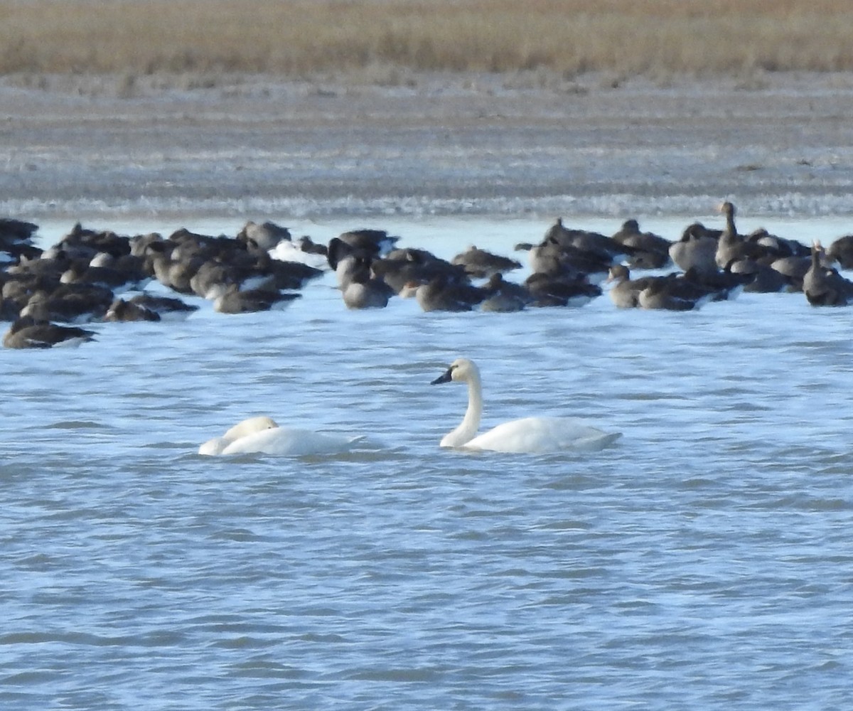 Tundra Swan - ML645416697