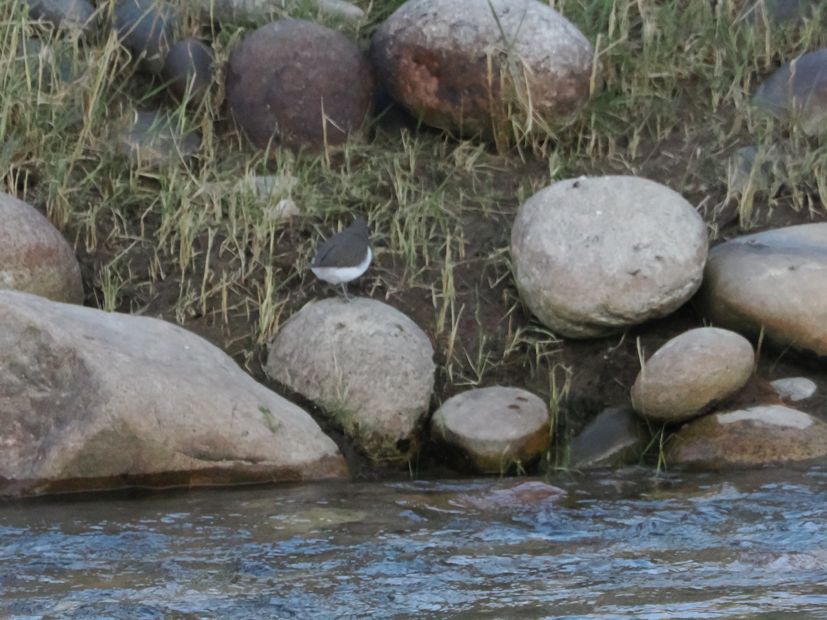 Flussuferläufer - ML645416701