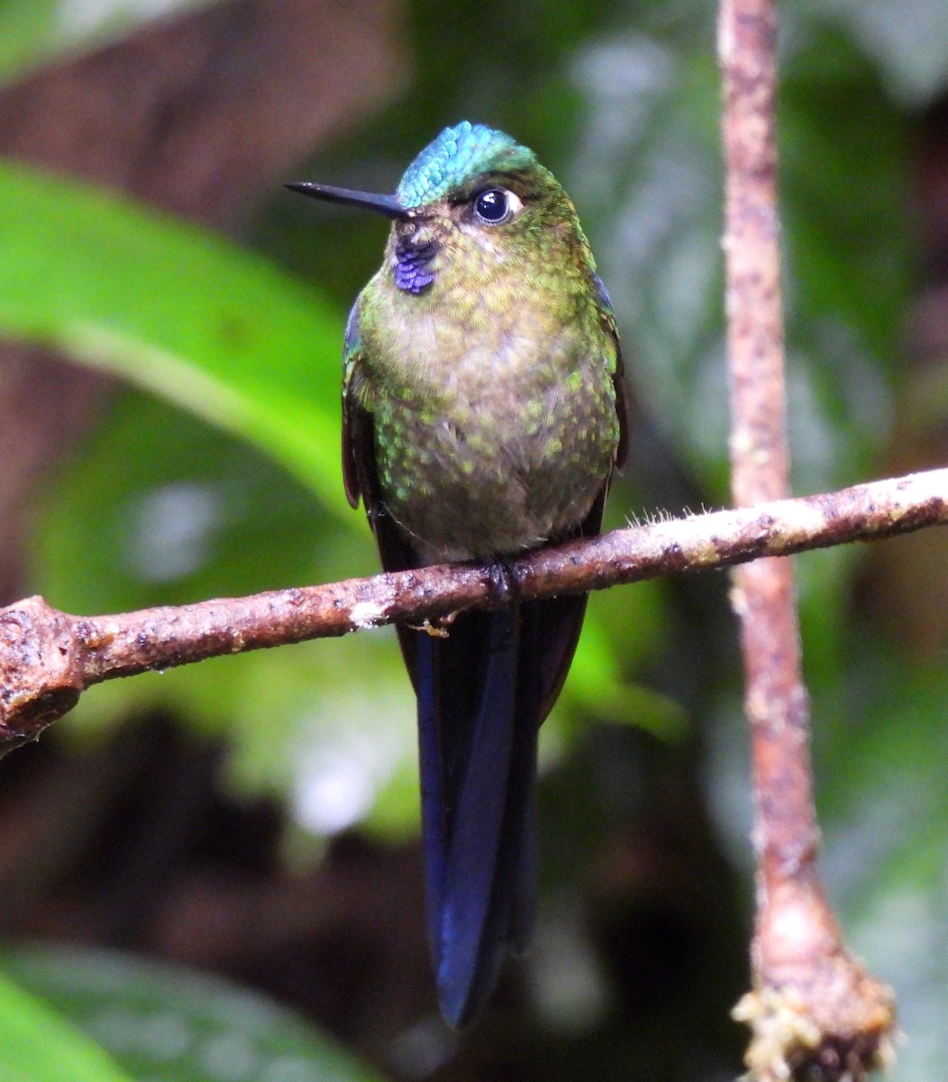 Violet-tailed Sylph - ML645416717