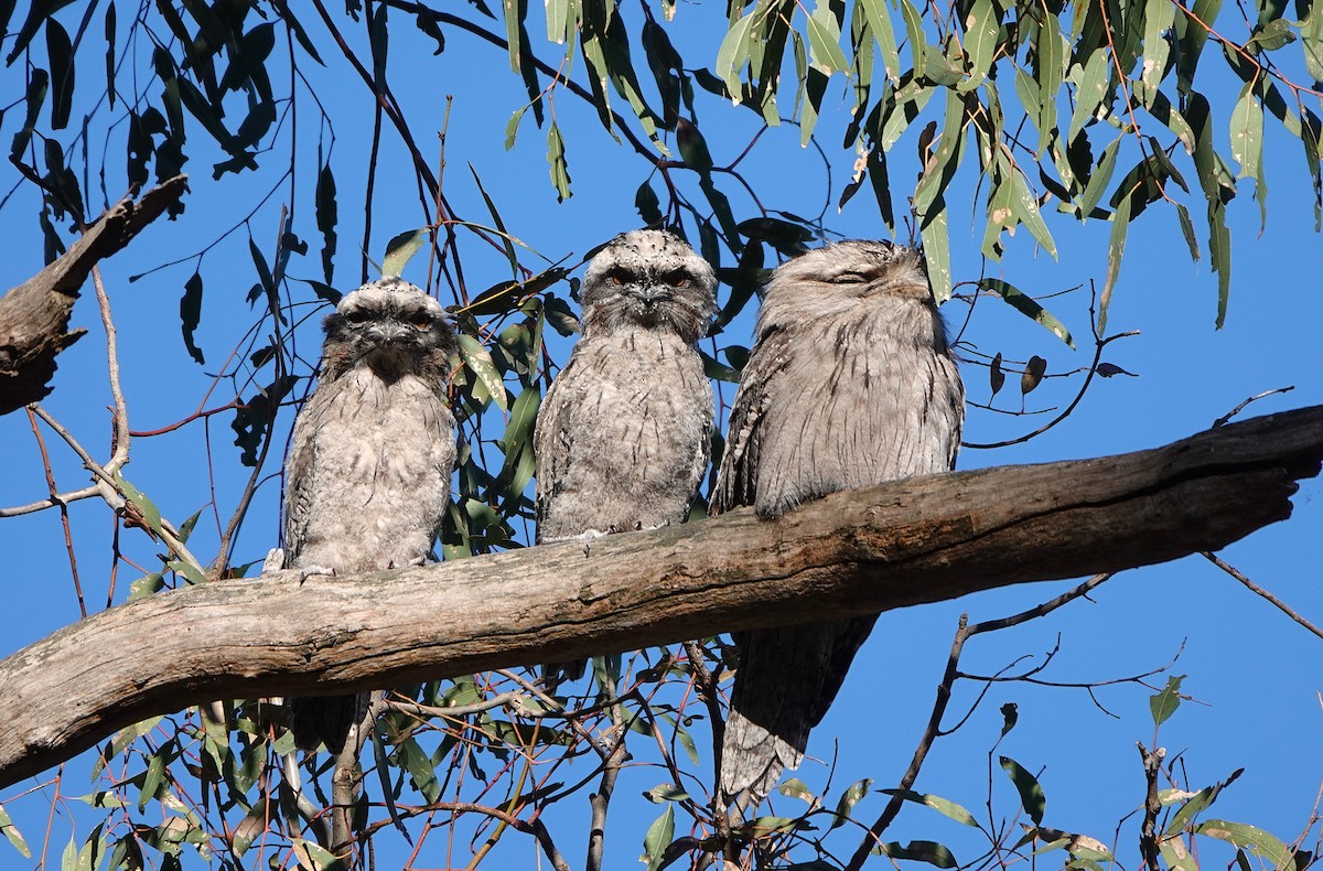 Tawny Frogmouth - ML645416718