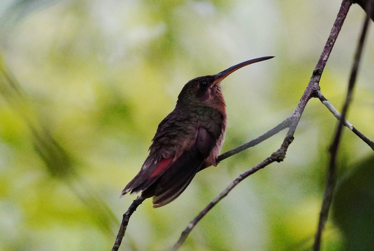 Rufous-breasted Hermit - ML645416724