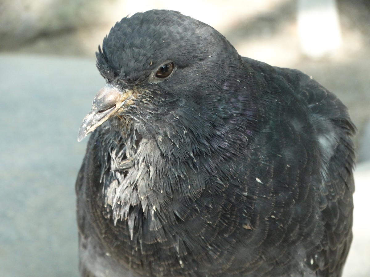 Haitz-usoa (etxekoa) - ML645416725