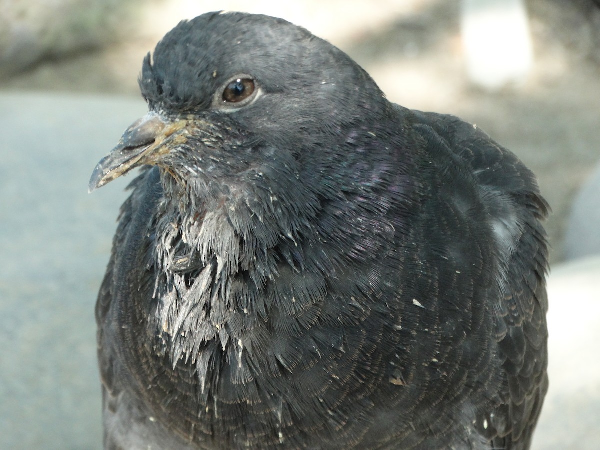 Haitz-usoa (etxekoa) - ML645416726