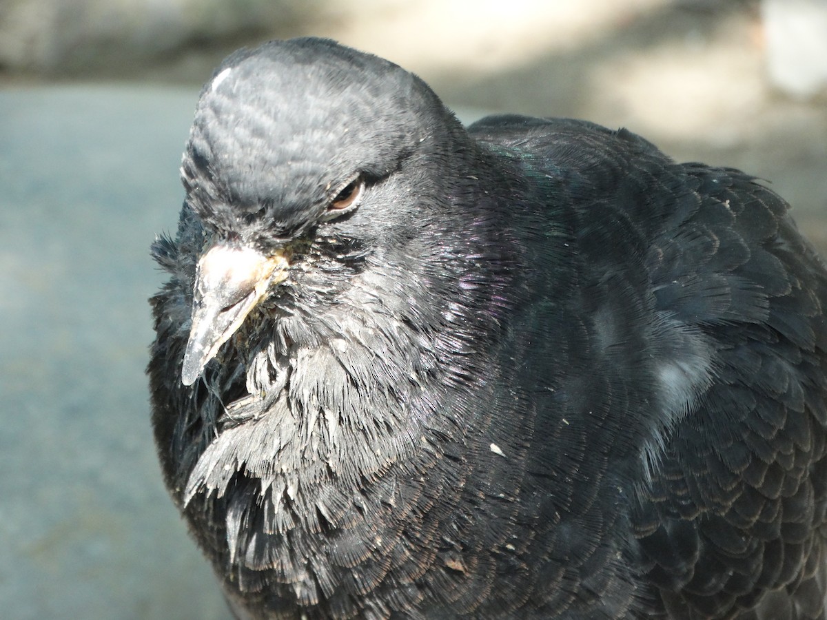 Haitz-usoa (etxekoa) - ML645416727