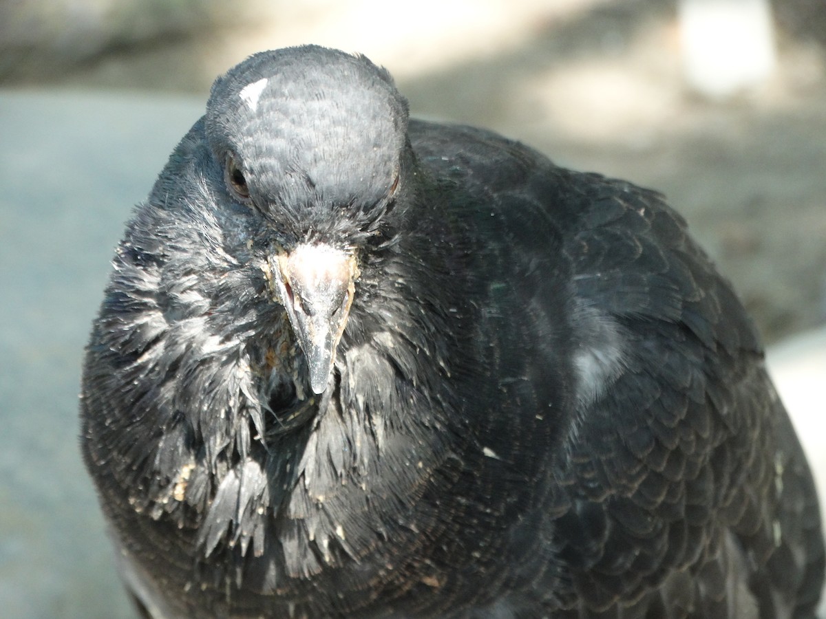 Haitz-usoa (etxekoa) - ML645416728