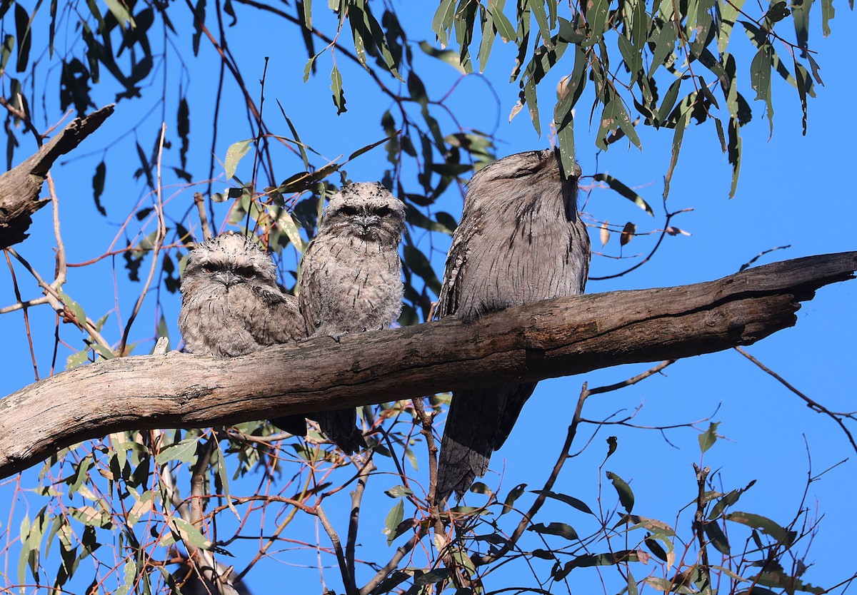 Tawny Frogmouth - ML645416731