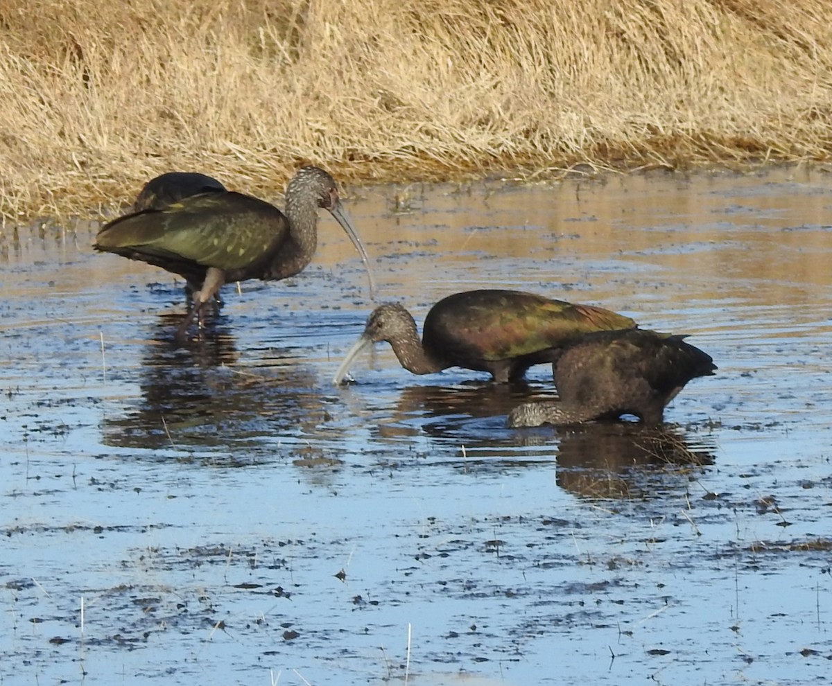 Beltzaran musuzuria - ML645416732