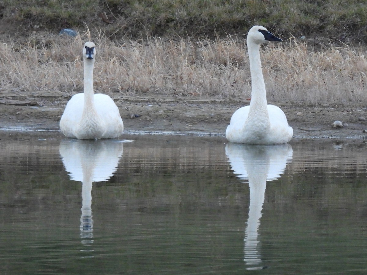 Trumpeter Swan - ML645416738