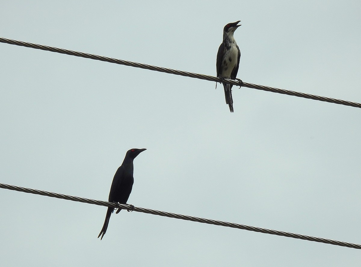 Metallic Starling - ML645416740