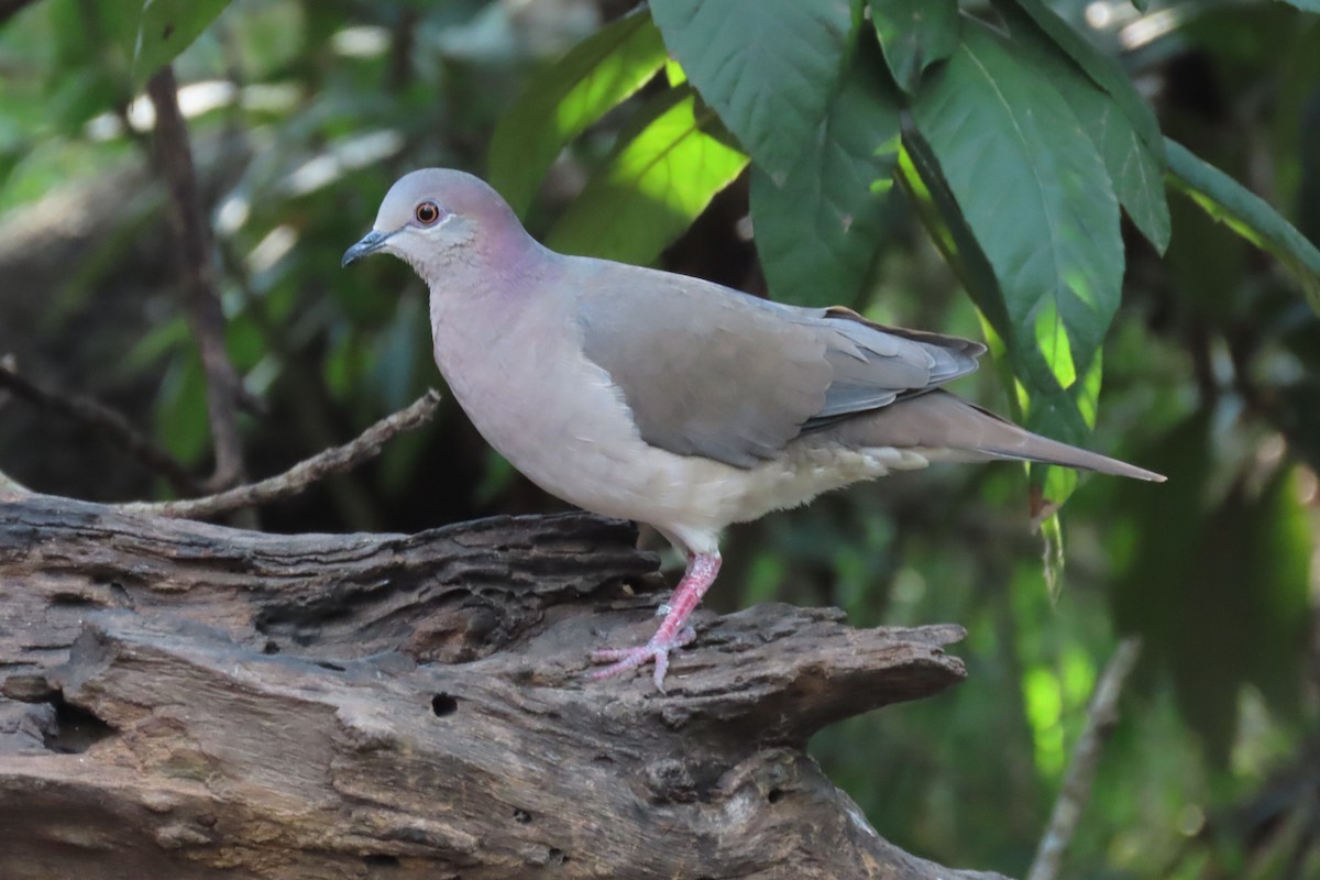 Mavi Halkalı Kumru - ML645416741