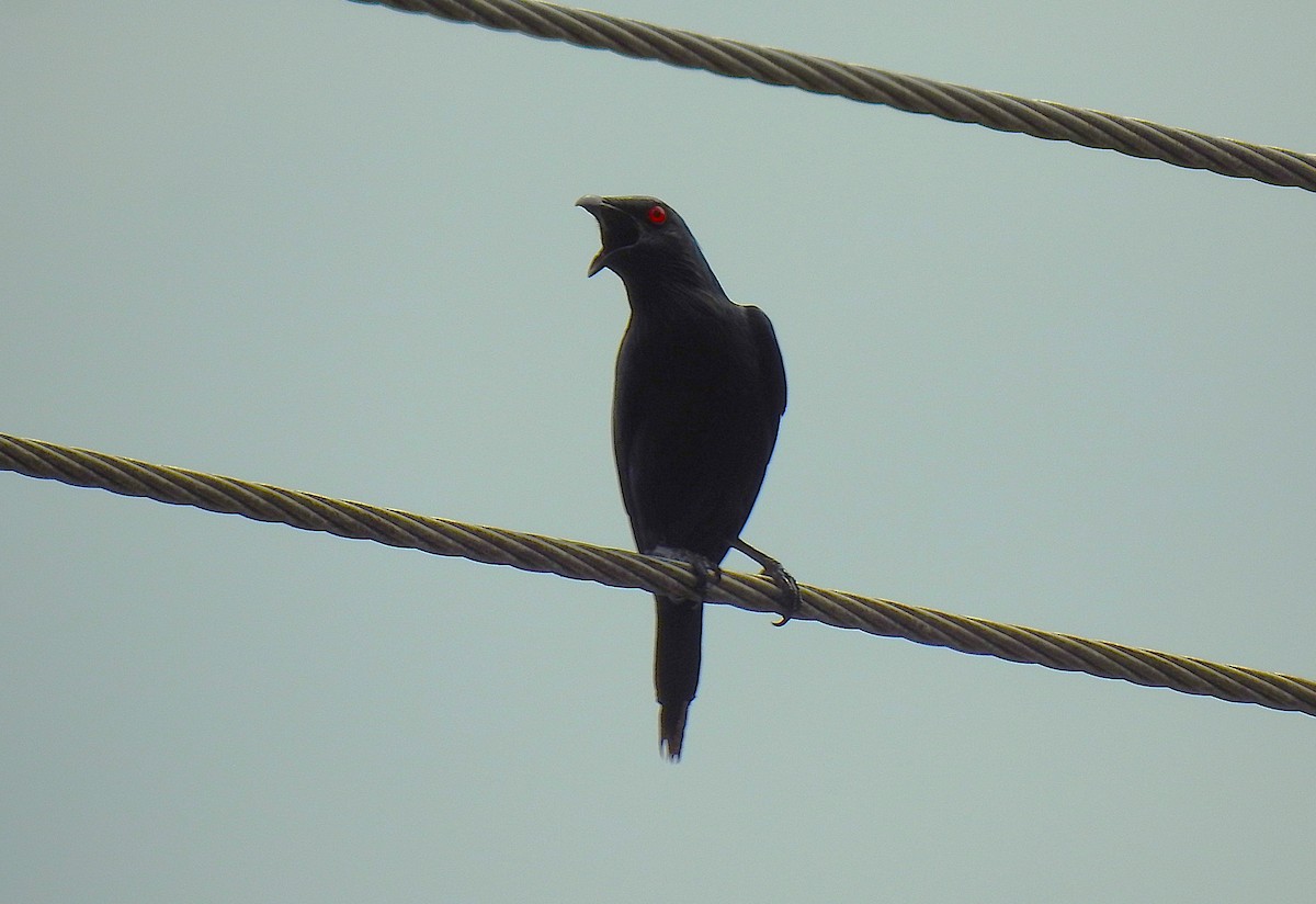 Metallic Starling - ML645416743