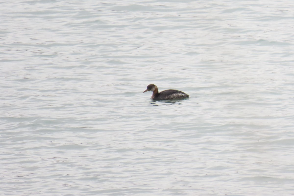 Red-necked Grebe - ML645416746