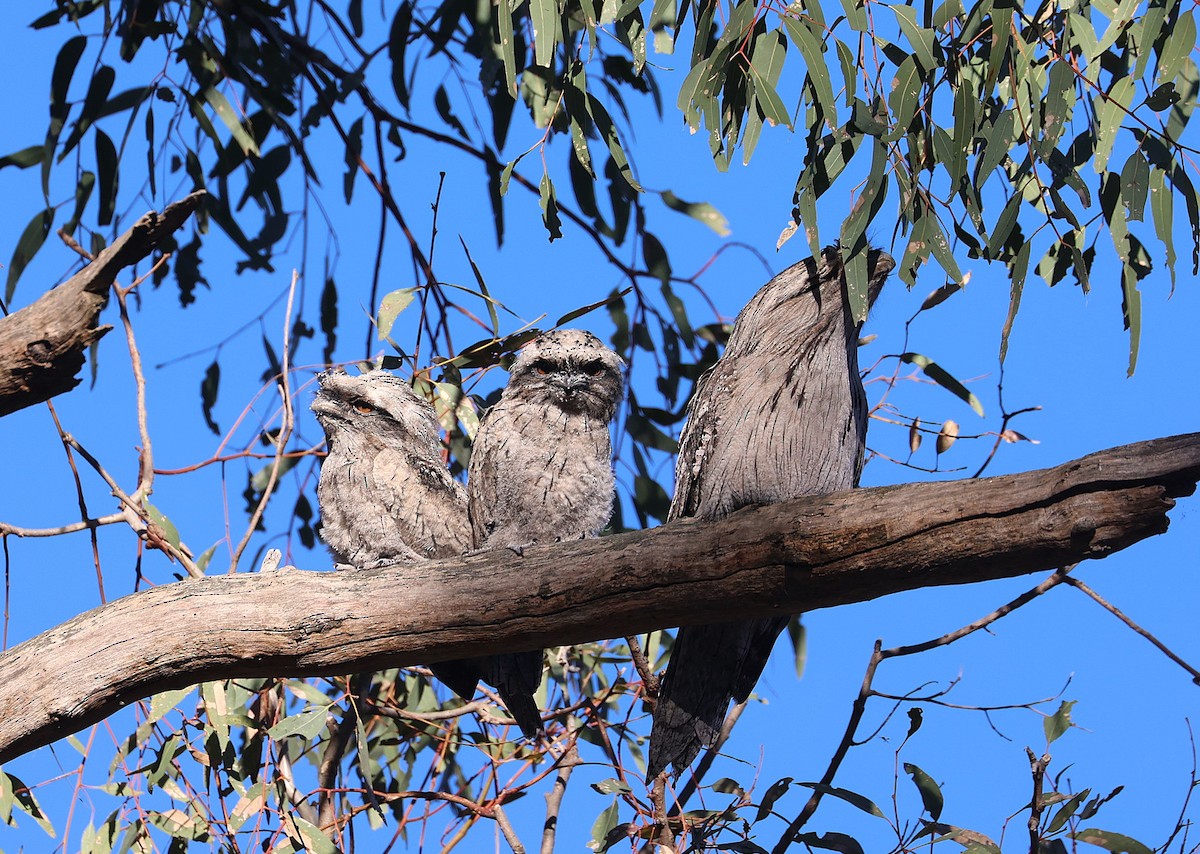 Tawny Frogmouth - ML645416748