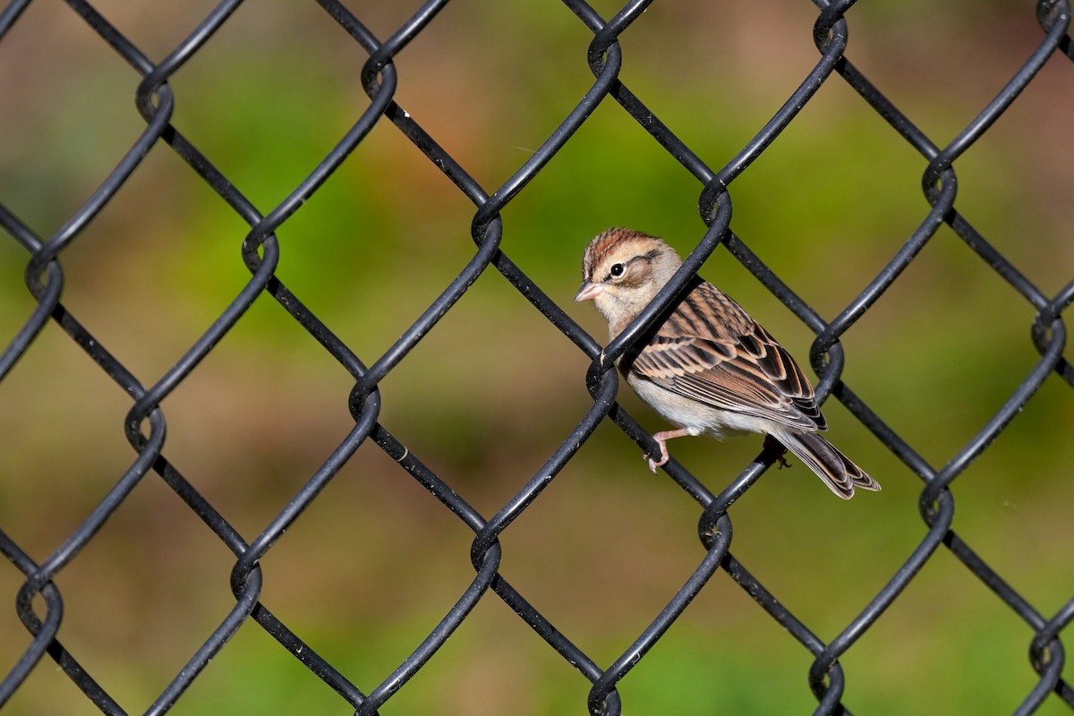 Chipping Sparrow - ML645416750