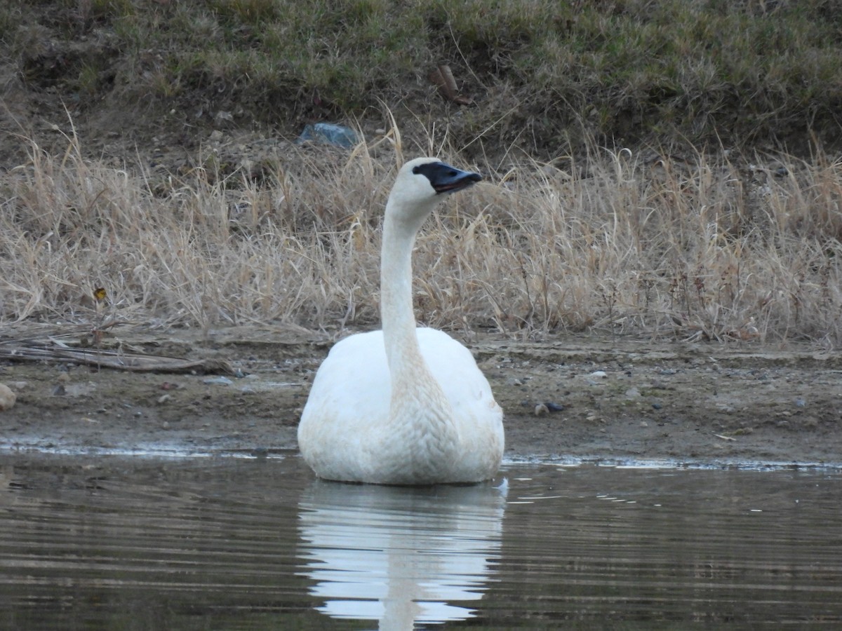 Trumpeter Swan - ML645416756