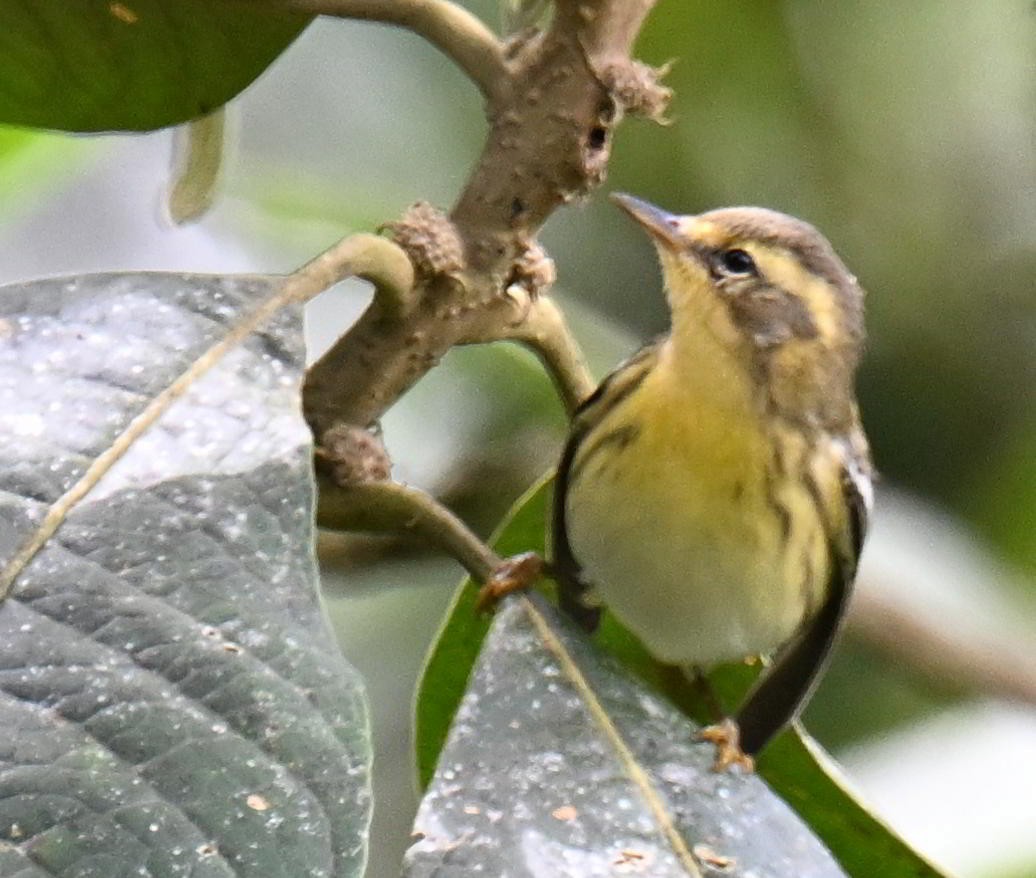 Reinita Gorjinaranja - ML645416764