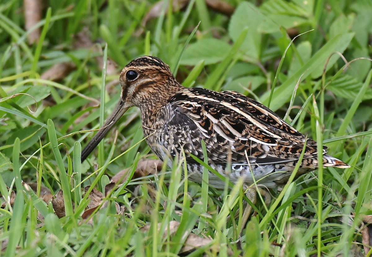 Wilson's Snipe - ML645416768