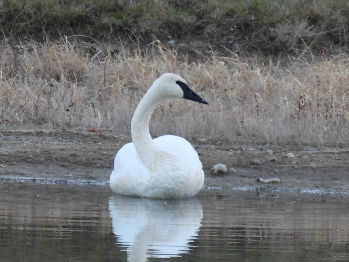 Trumpeter Swan - ML645416773